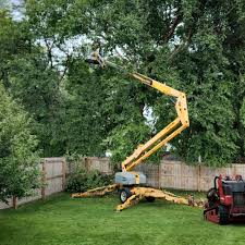 Best Tree and Shrub Care  in Mckinney, TX